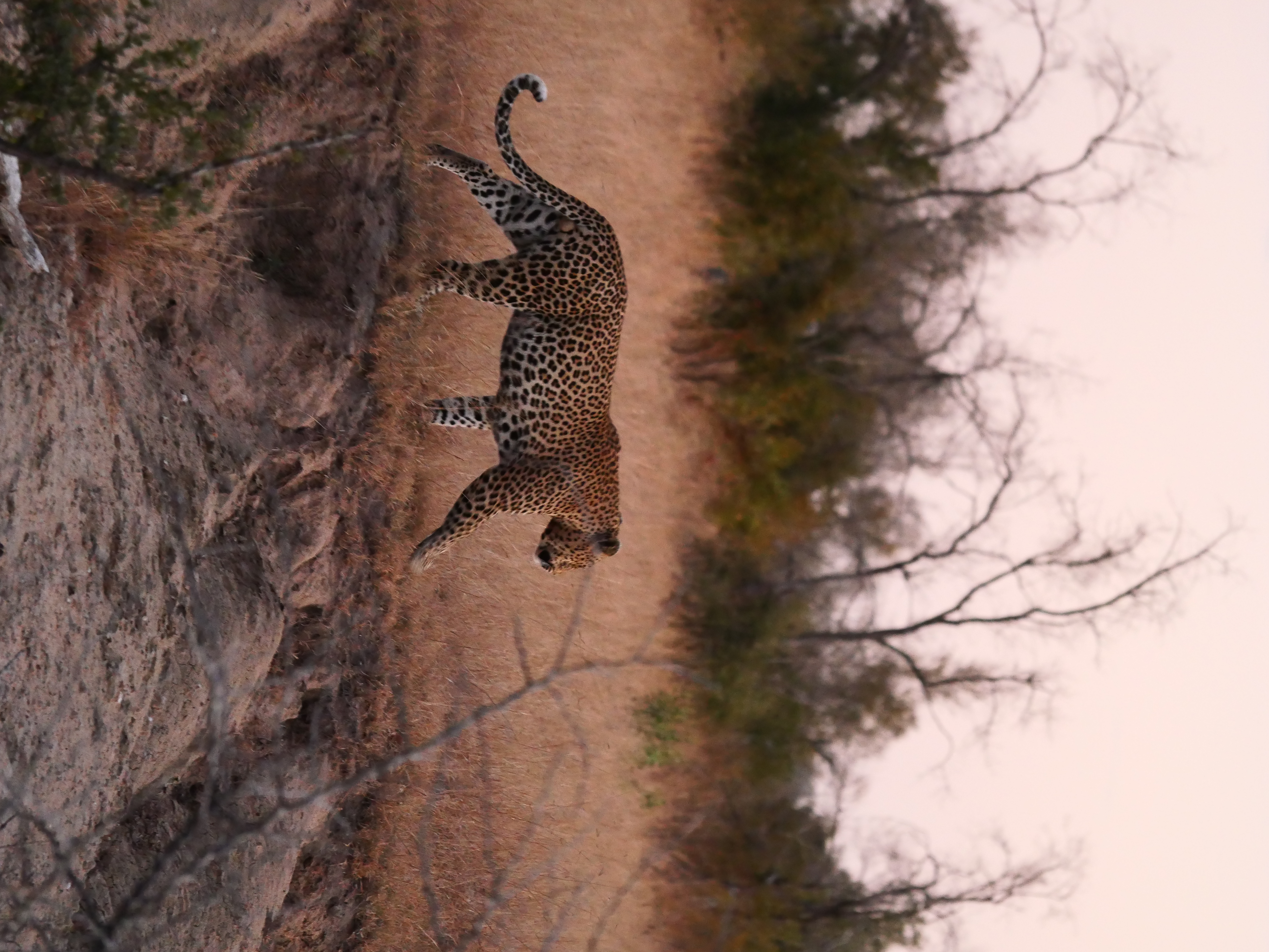 leopard walking